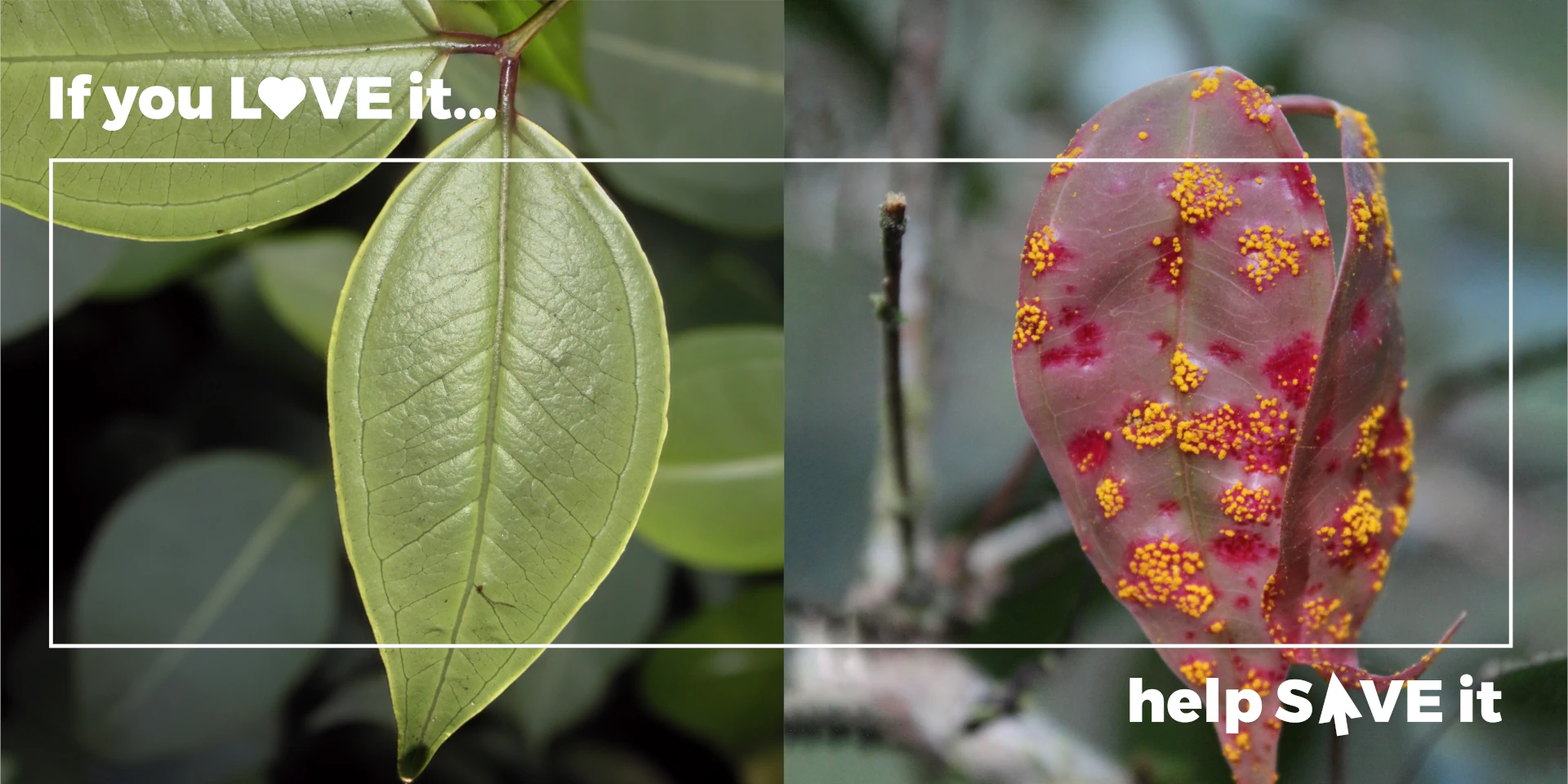 PYL_Header_InvasiveSpecies